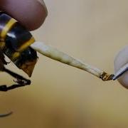 Why Do Bees Die After They Sting