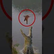 Monkey Falls From The Tree