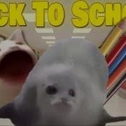 Bouncing Seals Back To School