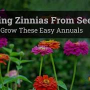 Growing Zinnias From Seed How To Grow These Easy Annuals