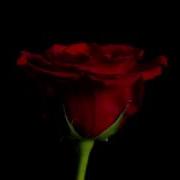 Drying Rose Time Lapse