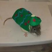Christmas Rat Tricks