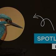 Spotlight Effect CSS JQuery