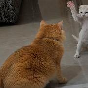 Unhinged Cats