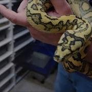Carpet Python Our Jungle Jaguar Male After Shedding