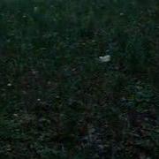 Fireflies In Brooklyn