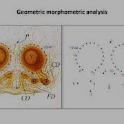 Morphological Evolution Taxonomy 8 Jeremy Wilson