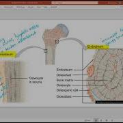 Biology 2010 Chapter 6 Bone Tissue And Skeletal System Gross Anatomy Of Long Bones Video 4