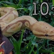 What I Wish I Knew BEFORE Getting A Ball Python