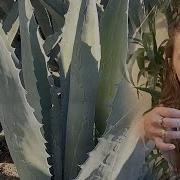 TEQUILA How It S Made And Where It Comes From