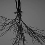Revectorization Based Shadow Mapping