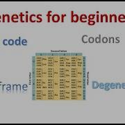 Genetics For Beginners Genetic Code And Codons