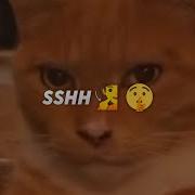 Shh MANSA Knee Deep Letra