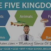 5 Kingdom Classification GCSE Biology 9 1