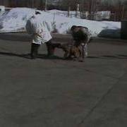MWD Kimba Bite Work Groin Bite 2 Mins In