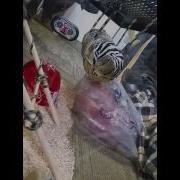 My Jungle Carpet Python Part 1