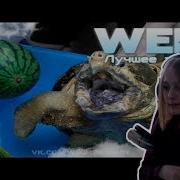 Ксяша смотрит Dank WebM Compilation 55