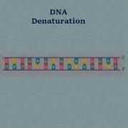 Sanger DNA Sequencing Gel Electrophoresis Animation