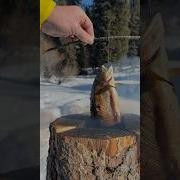 Winter Fishing Survival Outdoorcooking Outdoors Fishing Fish Winter Food Nature