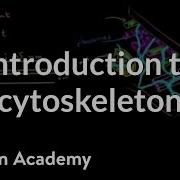 Introduction To Cytoskeleton Cells MCAT Khan Academy