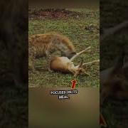 Clever Impala Outsmarts Hyena And Cheetah In Shocking Twist Watch Till The End Shorts