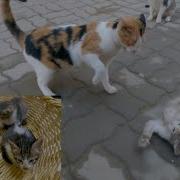 Kitten Being Brutally Beaten By Stray Calico Cats I Saved The Kitten