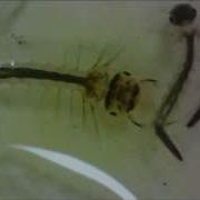 Mosquito Larvae Under The SmartMicroScope 5M Digital Microscope