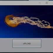 How To Display Image In Jlabel Java Using Netbeans GUI App