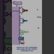 Clinical Cuts Complement System