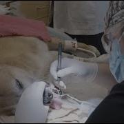 Pet Dental Cleanings What To Expect