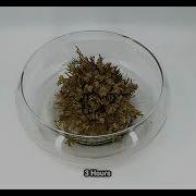 Rose Of Jericho Time Lapse