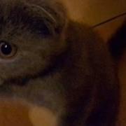 Sweet Kitten Meowing Scottish Fold