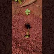 How Chinese Use This Genius Trick To Hunt Bugs With Ants