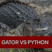 Alligator Vs Python Fight Caught On Camera In The Florida Everglades