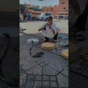 Snake Charmer Marrakesh