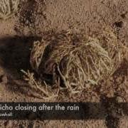 Life Cycle Rose Of Jericho Resurrection Plant Time Lapse