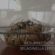 Resurrection Plant Rose Of Jericho Time Lapse DaphDraws