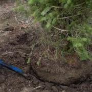 Can You Dig It Learn How To Dig A Tree Or Shrub To Transplant
