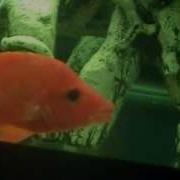 New WC Red Devil With Festae Pair Cameo