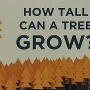 How Tall Can A Tree Grow Valentin Hammoudi