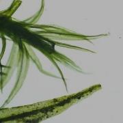 These Resurrection Plants Spring Back To Life In Seconds Deep Look