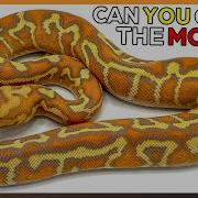 Let S Learn How To Identify Ball Python Genetics Again