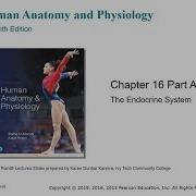 Chapter 16 The Endocrine System Part I