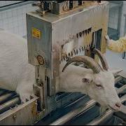 How Goat Leather Shoes Are Made Inside Luxury Factory Full Process