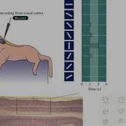 Orientation Edge Detector Cells In Visual Cortex For Life Science