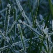 Frost