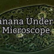Banana Under A Microscope Plant Cell Structure