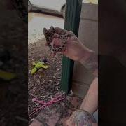 Jungle Python Snake Phython Funny Animals Funnyvideo