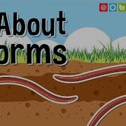 All About Worms