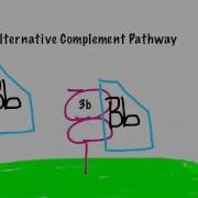 Alternative Complement Pathway